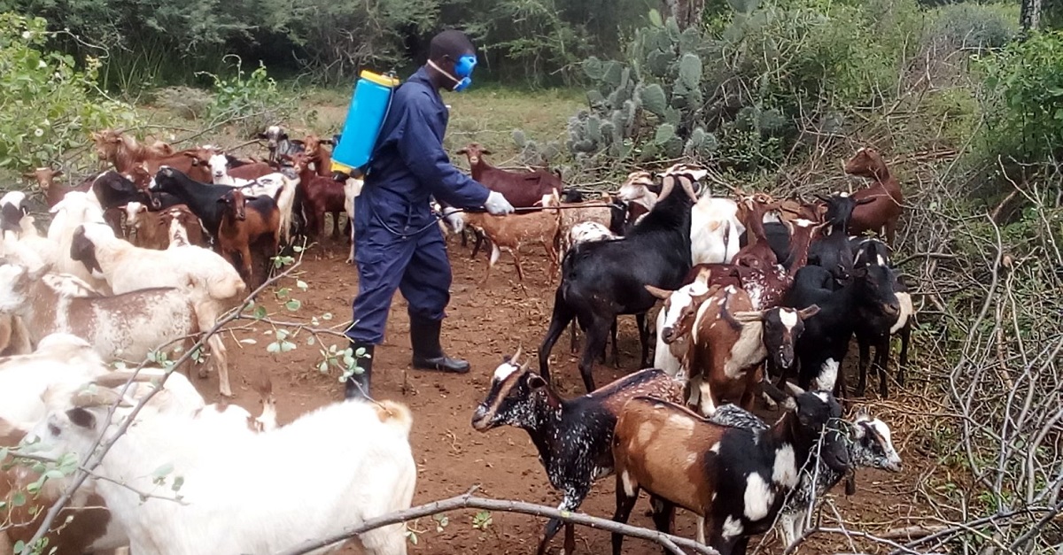 Goat rearing